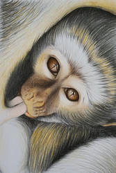 Vervet Monkey 'Rembrandt'