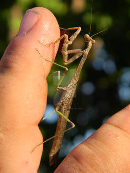 Praying Mantis