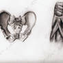 Pelvis sketch