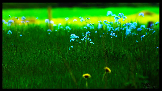 .:Spring Meadow:.