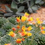 Desert flowers 5