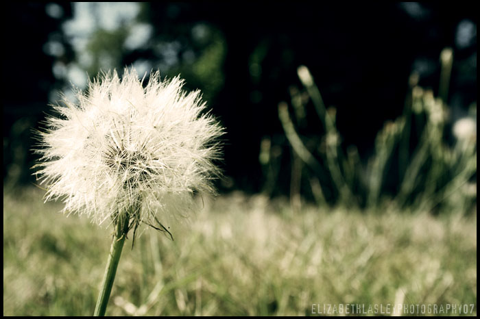 la fleur solitaire.