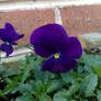 Pansy Viola