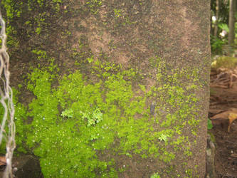 Moss in Concrete