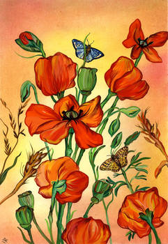 Poppies