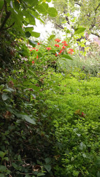 Geraniums At The Bottom Of The Forest Garden