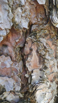 Awesome Bark