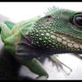 Chinese Water Dragon 4