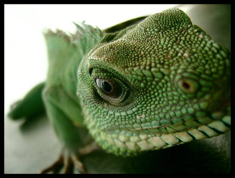 Chinese Water Dragon