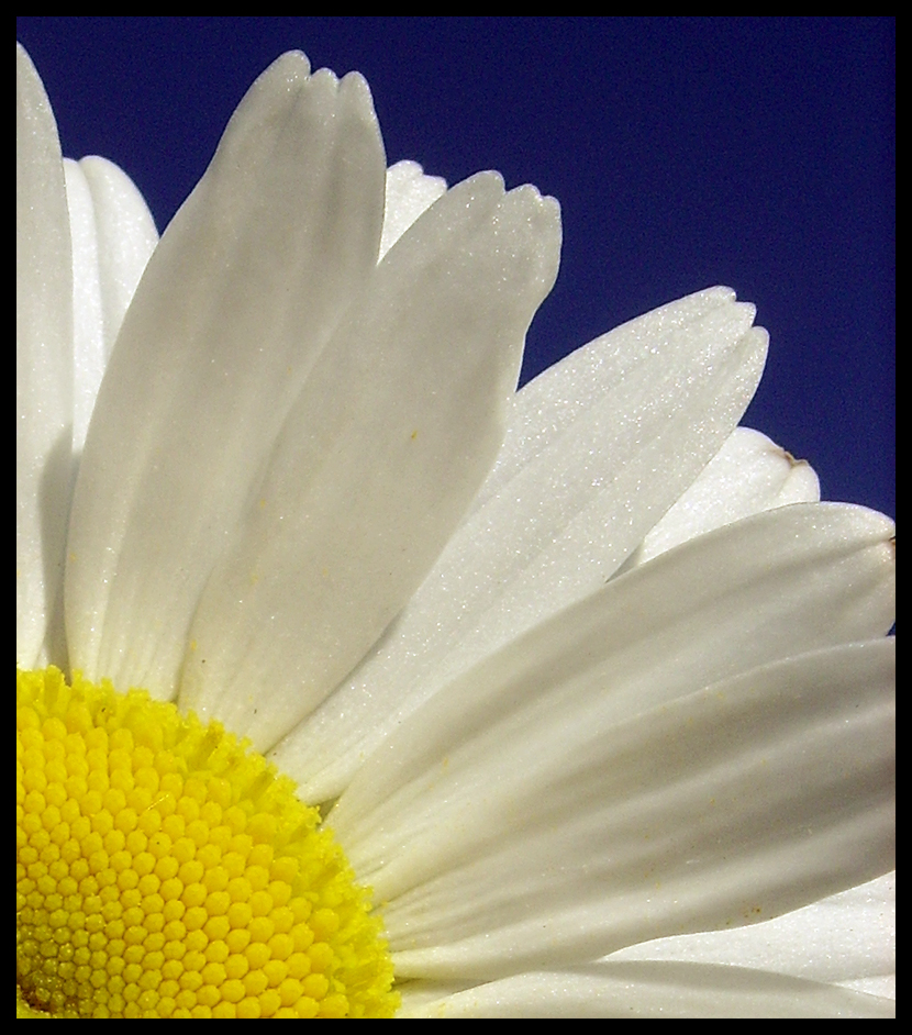 Daisy Petals