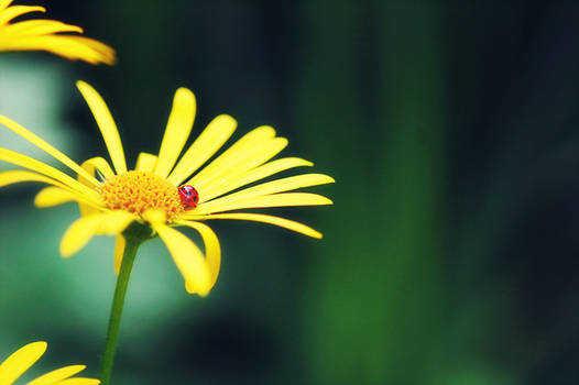 the little ladybird