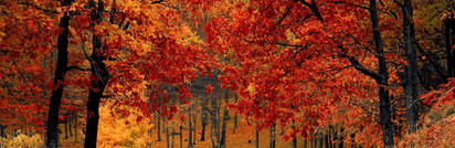 Autumn Banner