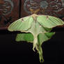 Luna Moth Shinin'