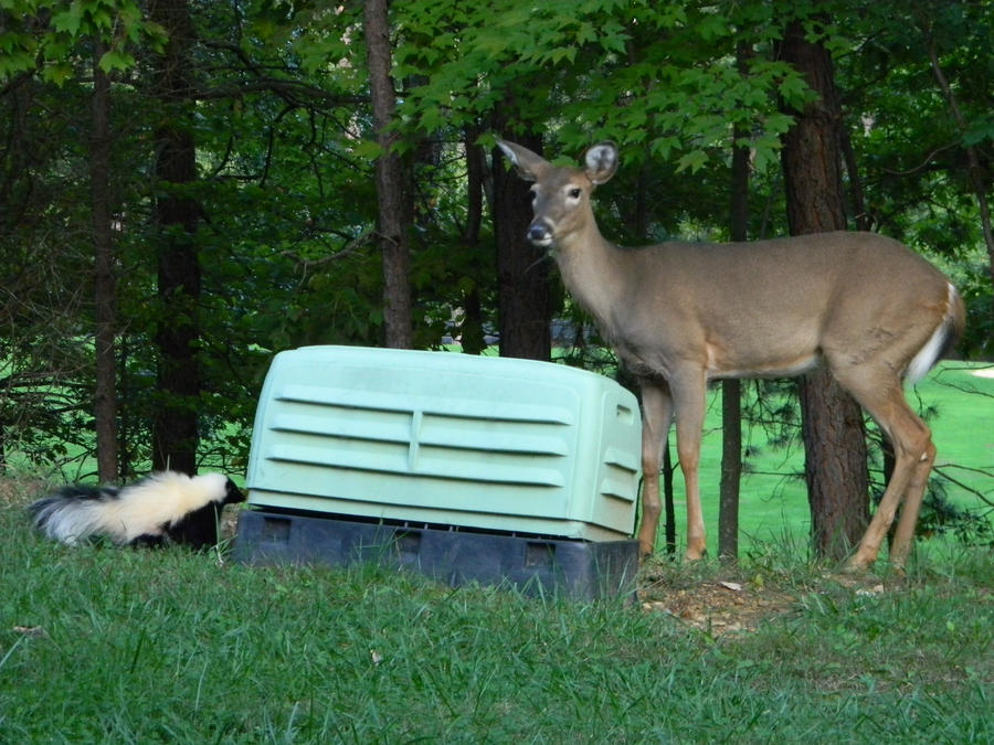 A deer and a skunk