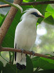 Bali Starling 01 by Ghost-Stock