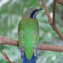 Orange Bellied Leafbird 01