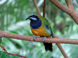 Orange Bellied Leafbird 02