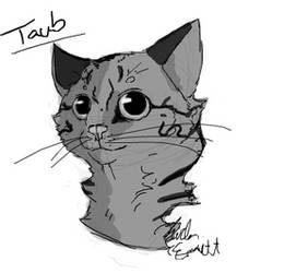 Taub