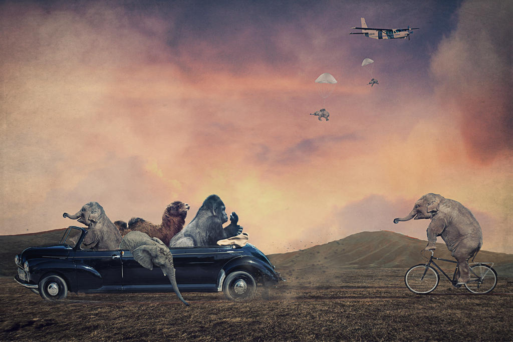 Animals In Transit by paulcresswell Animals In Transit by paulcresswell