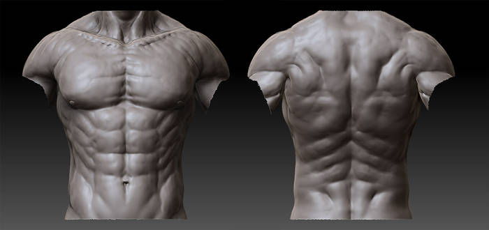 Male Anatomy - 02