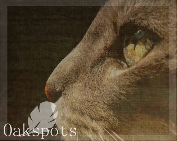 Oakspots .:GIFT:.