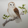 Barn owl and alder branch