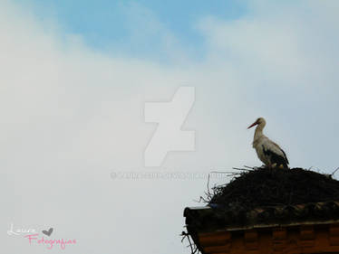 Stork