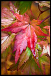 Autumn Acer by grimleyfiendish
