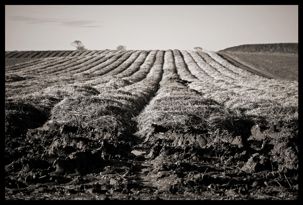 Furrows