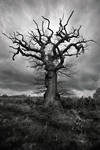 Venerable Oak by grimleyfiendish