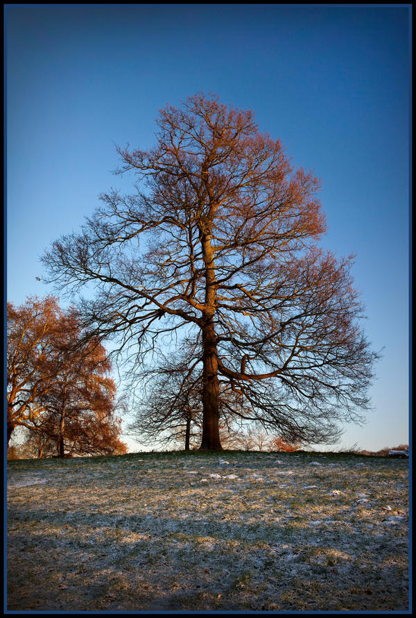 Winter Tree