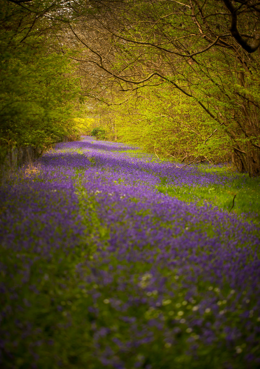 Foxley Bluebells