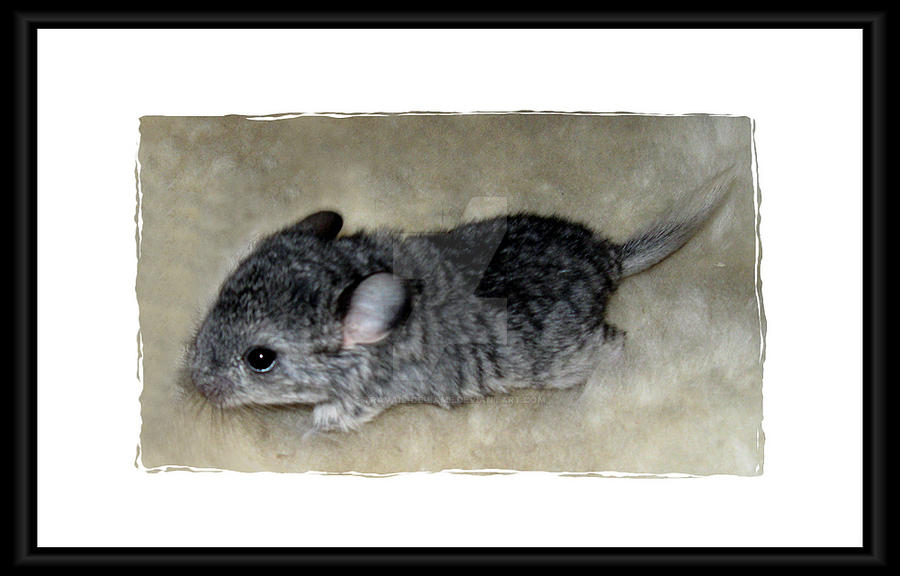 My little Stormy (Chinchilla)