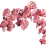 Flower 003 - Clear Cut PNG