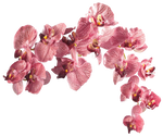 Flower 003 - Clear Cut PNG