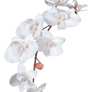 Flower 007 - Clear Cut PNG