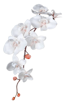 Flower 007 - Clear Cut PNG
