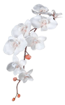 Flower 007 - Clear Cut PNG