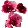 Flower 008 - Clear Cut PNG