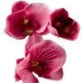 Flower 008 - Clear Cut PNG