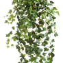 Ivy 001 - Clear Cut PNG