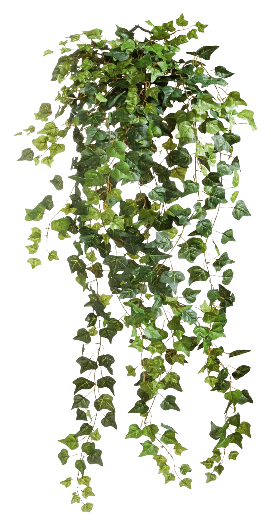 Ivy 001 - Clear Cut PNG