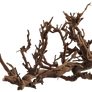 Plant Roots 001 - Clear Cut PNG