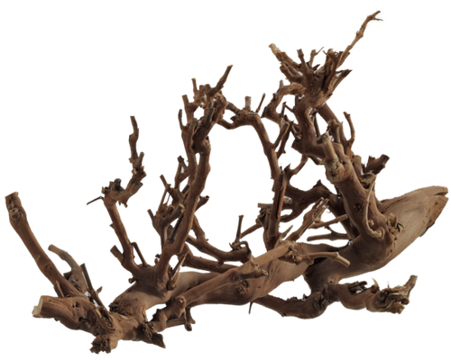 Plant Roots 001 - Clear Cut PNG