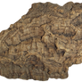Phellem [Cork] Bark 004 - Clear Cut