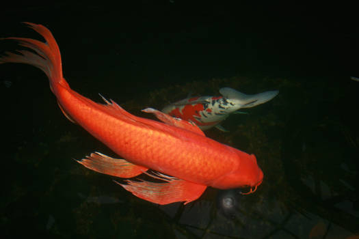 Dragon Koi