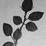 single black rose
