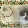 Christmas Cats toni and Charlie