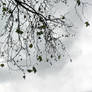 Stock 0002 - Planetree branches against sky