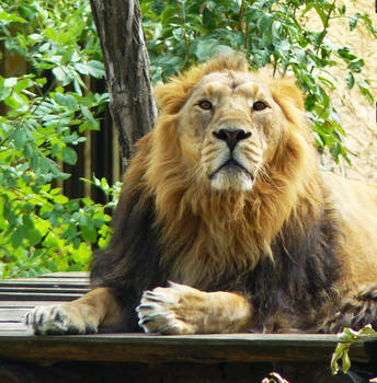 Stock 0011 - Male lion bust